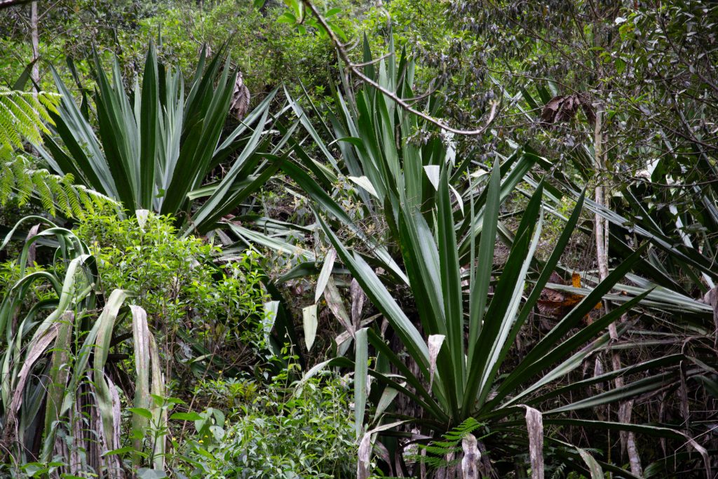 IMG_4674 Shigra-Handtaschen | Nachhaltige Kunst aus Ecuador für moderne Frauen