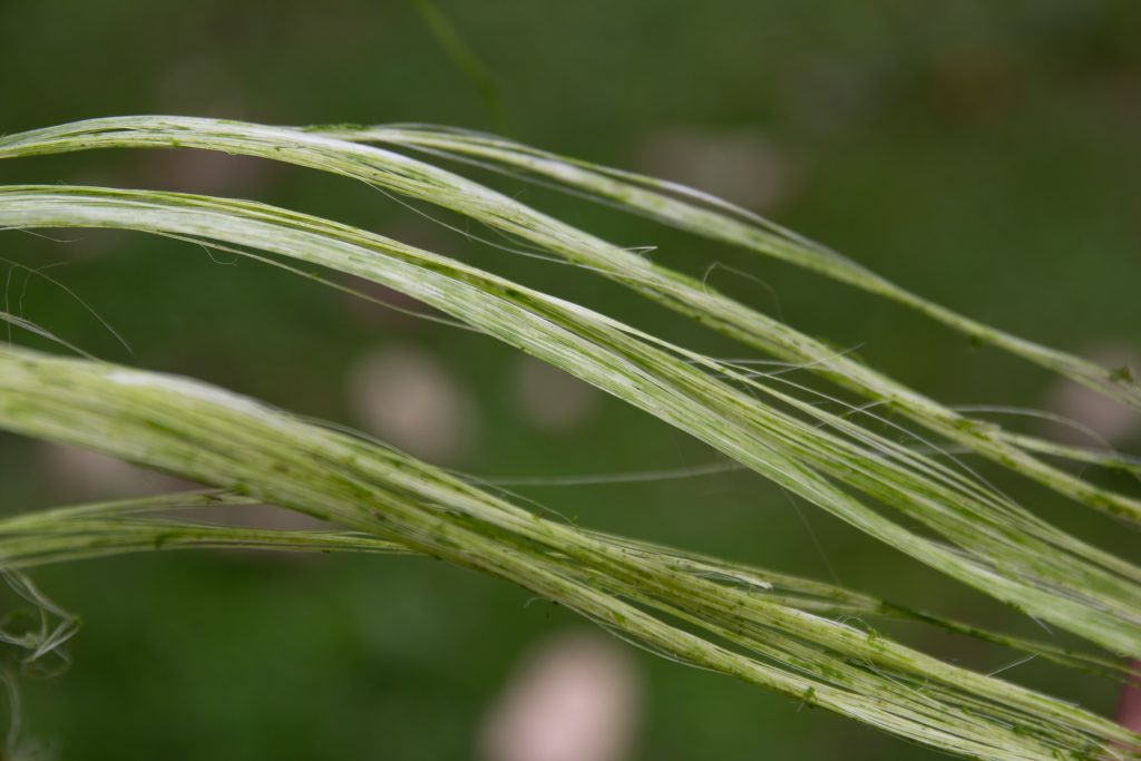 IMG_4714 Shigra-Handtaschen | Nachhaltige Kunst aus Ecuador für moderne Frauen